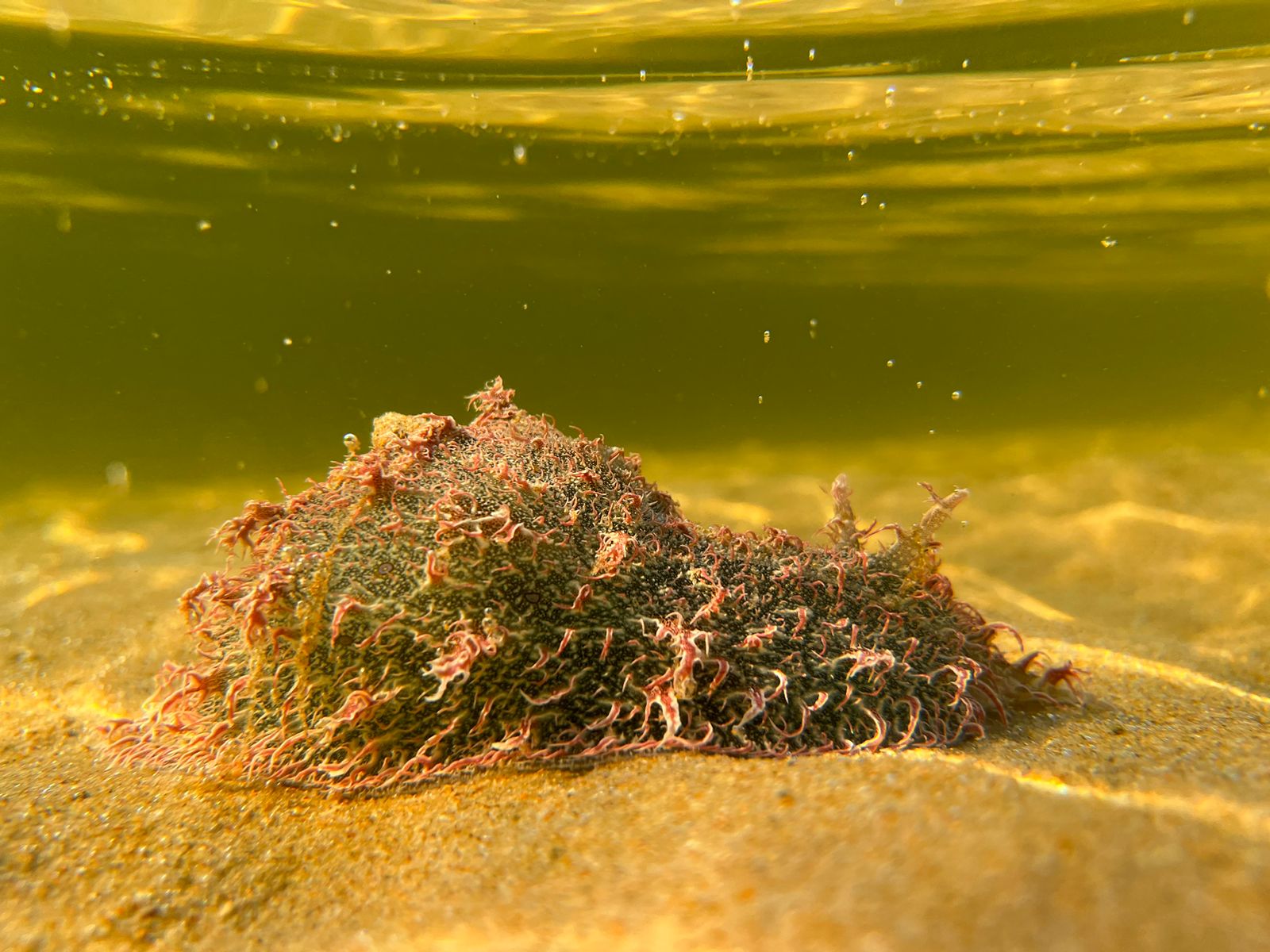 ALGAE EATERS - The Post