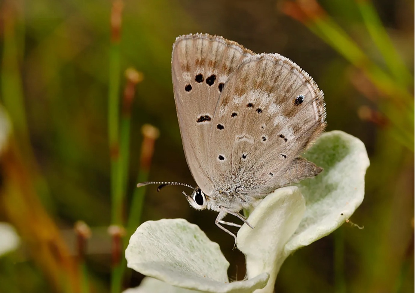 the-brenton-blue-butterfly-the-post